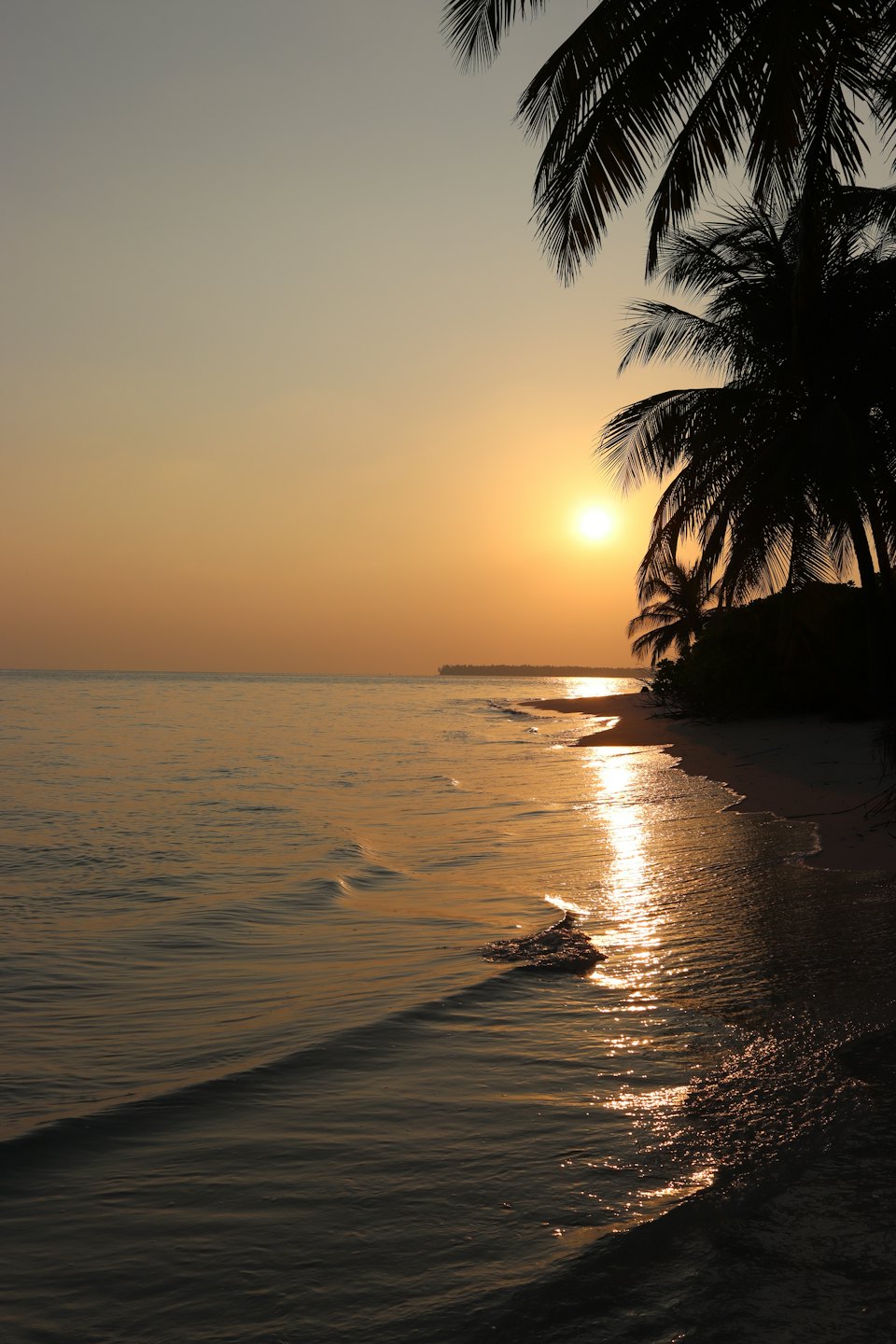 Palmeras en una playa de arena al atardecer.